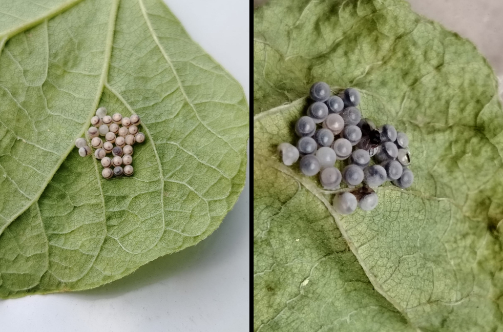 trissolcus-mitsukurii-scaled